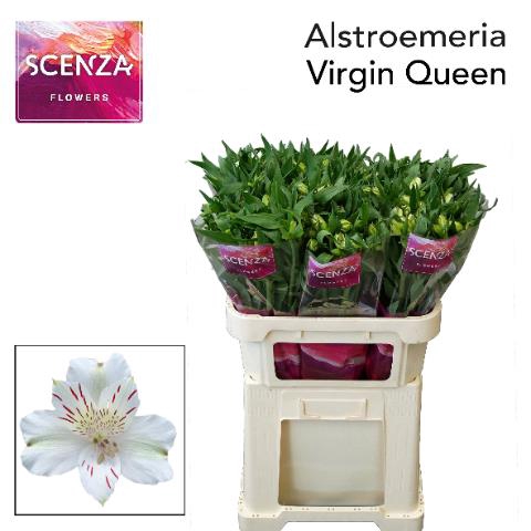 ALSTR VIRGIN QUEEN