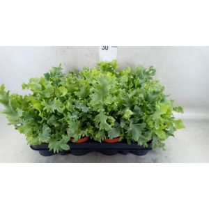 Phlebodium aureum 'Davana'