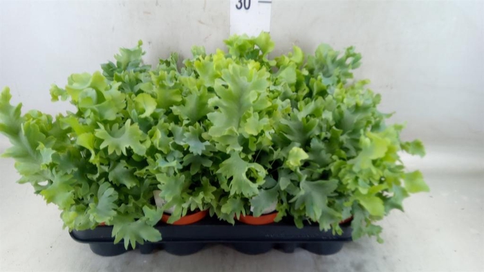 <h4>Phlebodium aureum 'Davana'</h4>