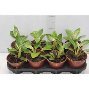 PHILODENDRON BIRKIN P15