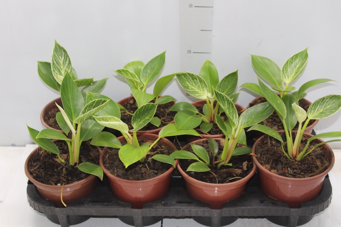 <h4>PHILODENDRON BIRKIN P15</h4>