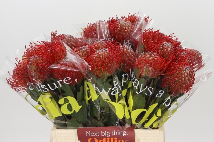 Nutans Ayoba Red