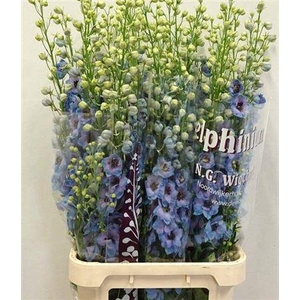 Delph Du Dewi Blue Smile