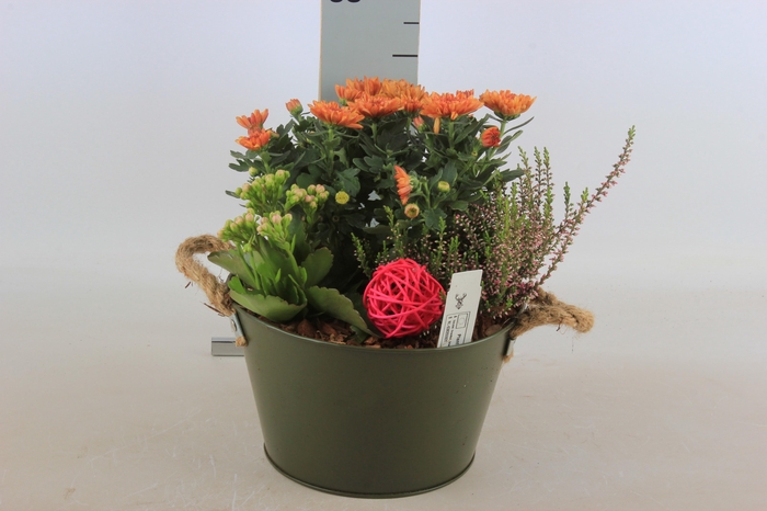<h4>ARR TUINPLANTEN</h4>