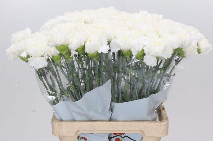 <h4>Dianthus St Holly</h4>