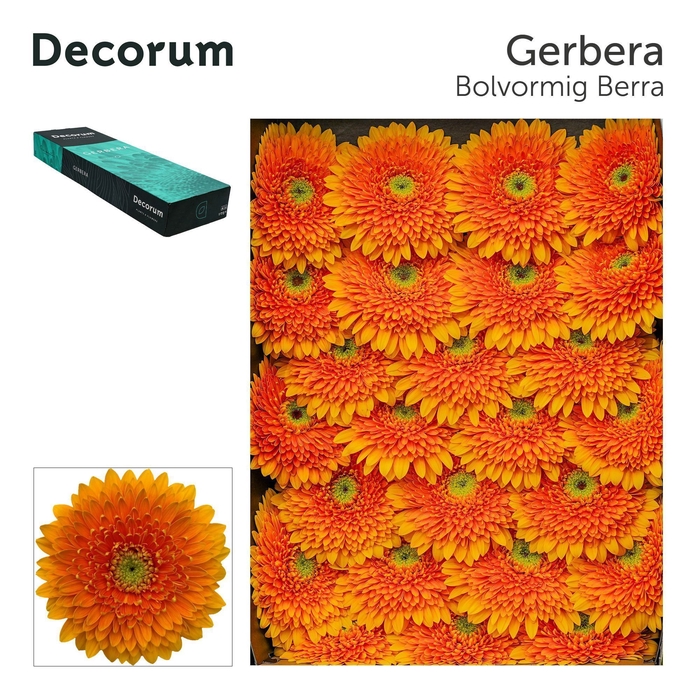 <h4>GE GB BERRA+</h4>