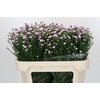 Aster Baby Pink Pearl