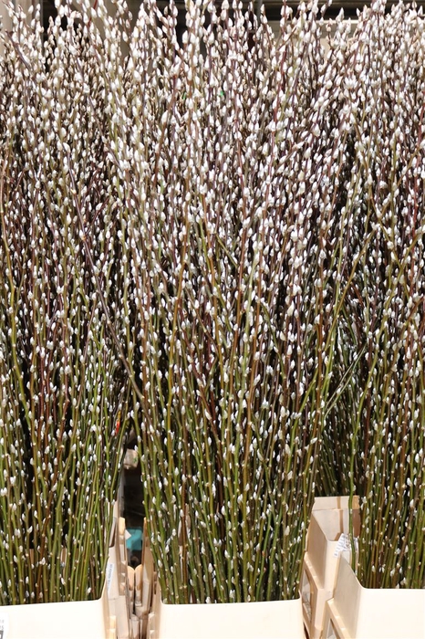 Salix Wilgenkatjes P Stem