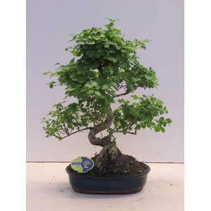 Ligustrum sinensis, 30cm., shape, without drip tray
