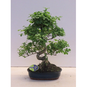 Ligustrum sinensis, 32cm., shape, without drip tray