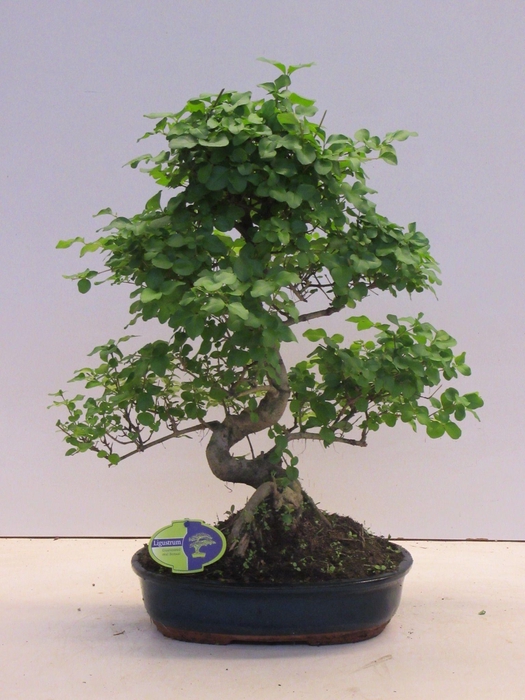 <h4>Ligustrum sinensis, 30cm., shape, without drip tray</h4>