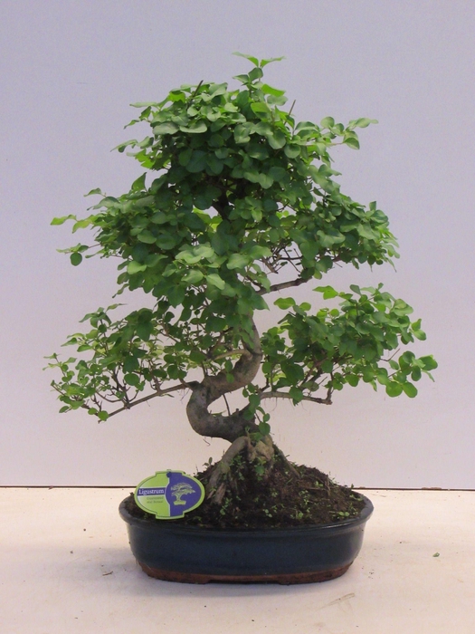 <h4>Ligustrum sinensis, 32cm., shape, without drip tray</h4>