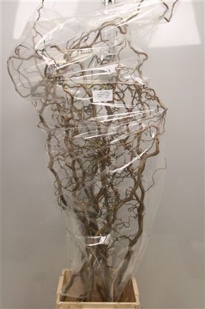 <h4>Coryl Av Contorta</h4>