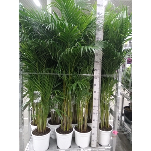 Dypsis lutescens   ...Chrysalidoca