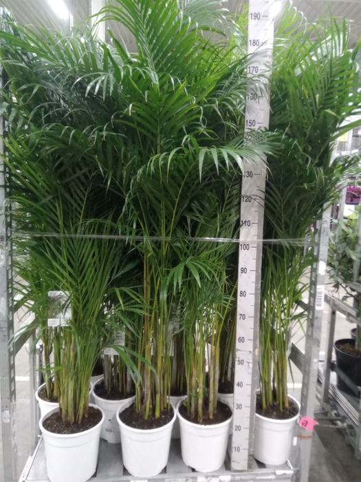 <h4>Dypsis lutescens   ...Chrysalidoca</h4>