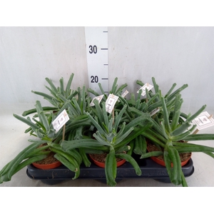 Cotyledon  'Elephants Trunk'