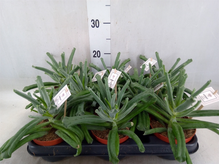 <h4>Cotyledon  'Elephants Trunk'</h4>