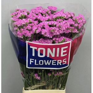 LIM S BUBBLEGU WINGS