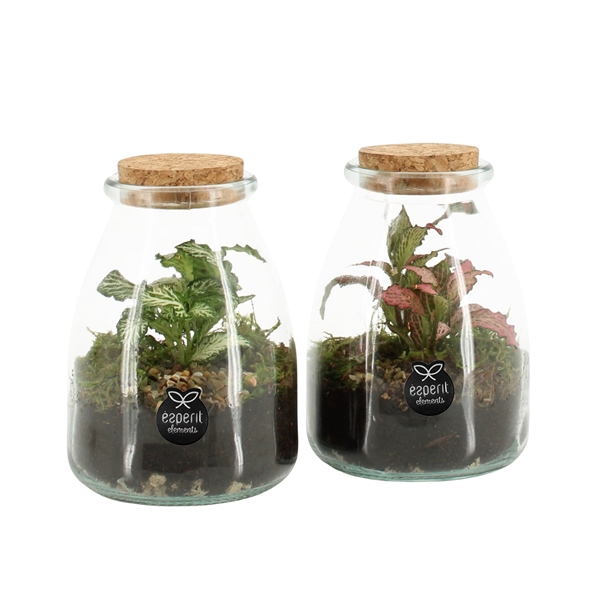 <h4>90589: Terrarium arrangement</h4>