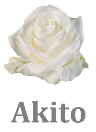 <h4>R Gr Akito</h4>