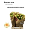 Narcissus Romantic Paradise 566