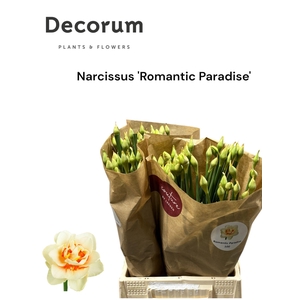 Narcissus Romantic Paradise 566