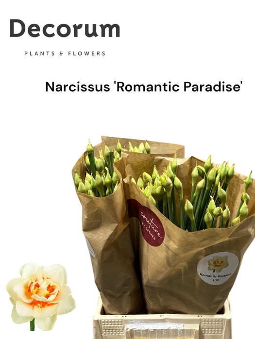 <h4>Narcissus Romantic Paradise 566</h4>