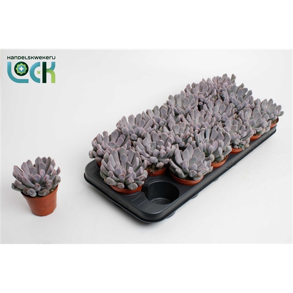 <h4>Echeveria monica</h4>