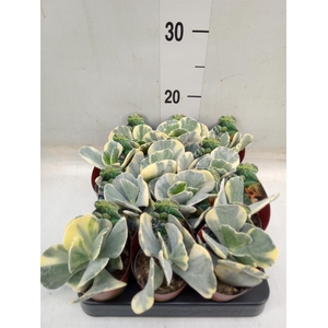 Cotyledon undulata