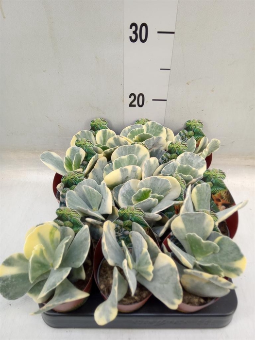 <h4>Cotyledon undulata</h4>