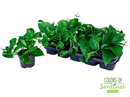 <h4>epipremnum aureum</h4>