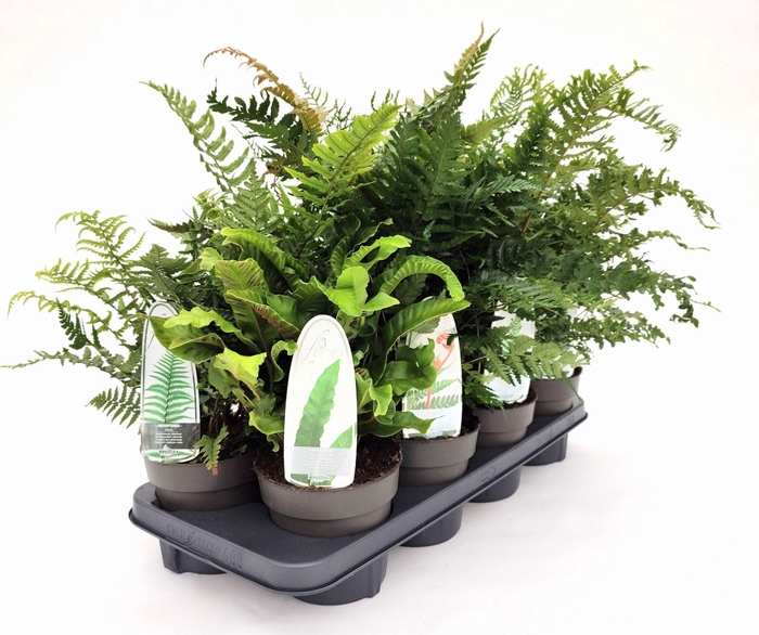 <h4>Varens gemengd</h4>