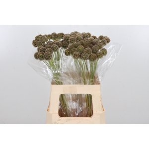 Scabiosa Stell Zaaddoos