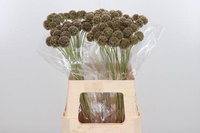 <h4>Scabiosa Stell Zaaddoos</h4>