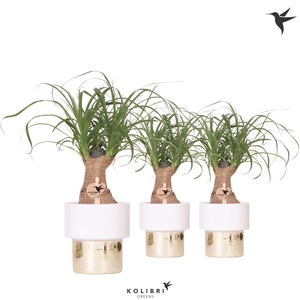 Kolibri Greens Beaucarnea in Lush pot