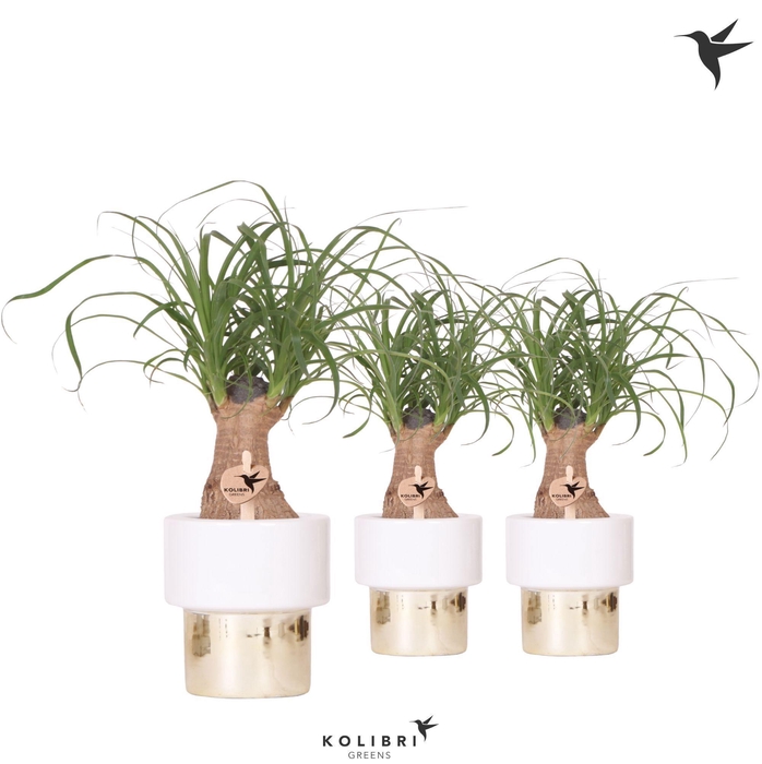 <h4>Kolibri Greens Beaucarnea in Lush pot</h4>