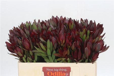 <h4>Leucad Saf Sunset</h4>