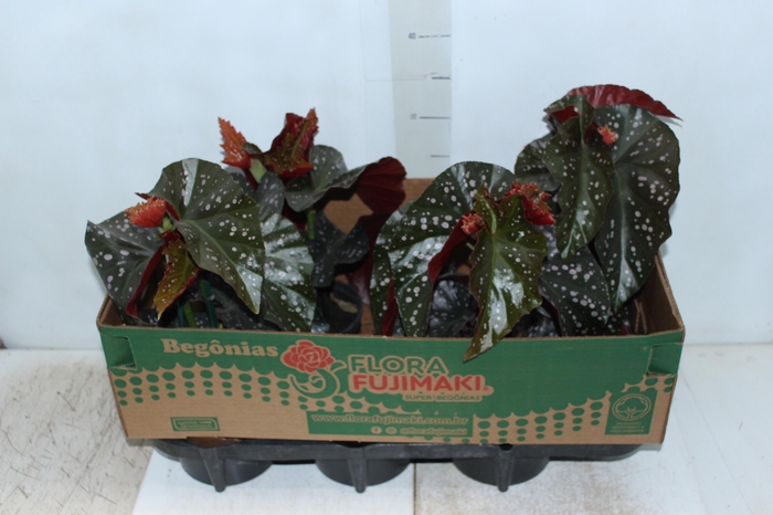 <h4>BEGONIA MARI P15</h4>