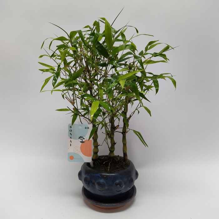 <h4>Bambusa Bonsai Forest 13 cm</h4>