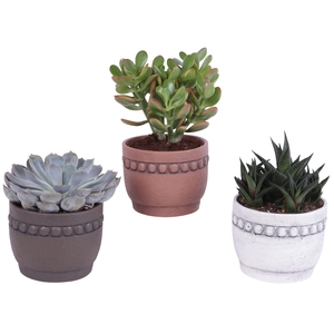 Succulenten mix Ø12cm in Ø14cm Ceramic Pot Beads Rim