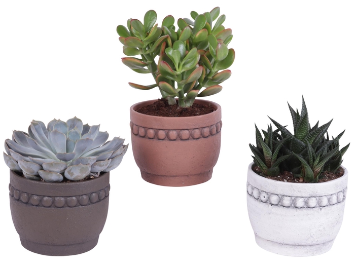 <h4>Succulenten mix Ø12cm in Ø14cm Ceramic Pot Beads Rim</h4>
