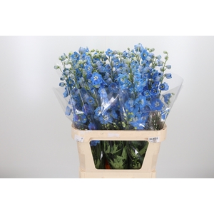 Delphinium Centurion Skyblue