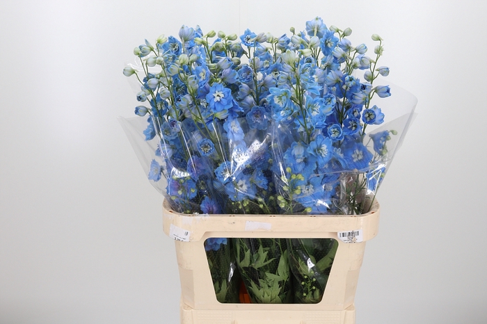 <h4>Delphinium Centurion Skyblue</h4>