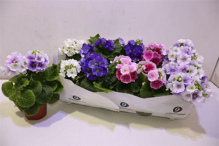 <h4>arr8 Prim Ob Sweetk A Gem</h4>