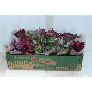BEGONIA BELEAF P11 PO