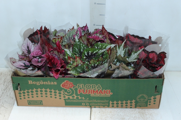 <h4>BEGONIA BELEAF P11 PO</h4>