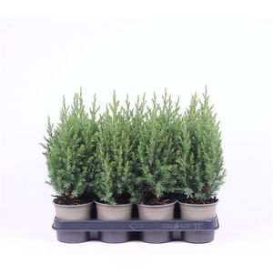 JUNIPERUS STRICTA P11 