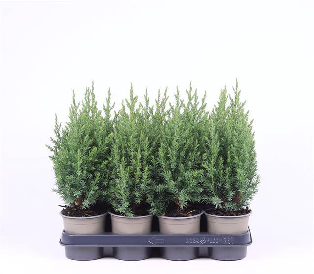 <h4>JUNIPERUS STRICTA P11 </h4>