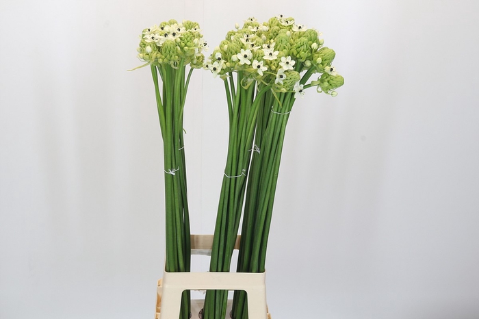 <h4>Ornithogalum Saundersiae</h4>