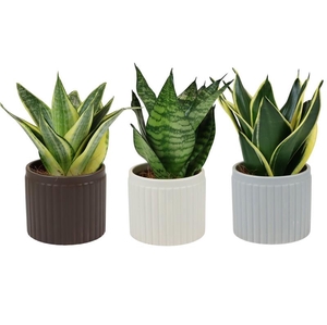 SANSEVIERIA TRIFASCIATA p9 Line